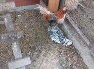 Grajewo ogłoszenia: Sprzedam parę czubatek i parę kochinków miniaturowych.  Mogę... - zdjęcie