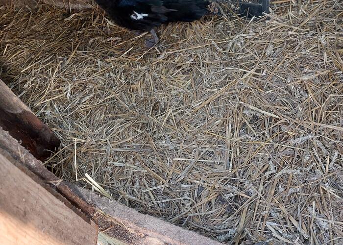 Grajewo ogłoszenia: Sprzedam kaczki I kaczory francuskie. Możliwość oględzin w...