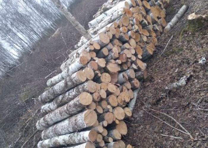 Grajewo ogłoszenia: Sprzedam drzewo - brzozę.